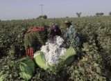 Sindh's cotton harvest is destroyed by floods, leaving farmers devastated