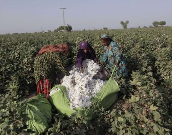 Sindh's cotton harvest is destroyed by floods, leaving farmers devastated
