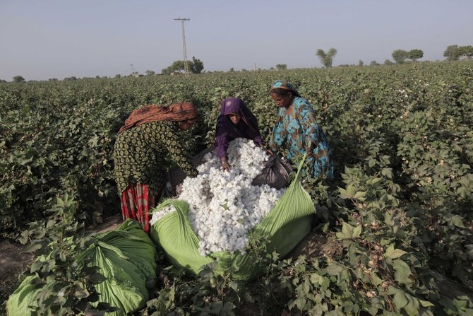 Sindh's cotton harvest is destroyed by floods, leaving farmers devastated