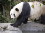 Mexico considers what would happen if it loses its last panda