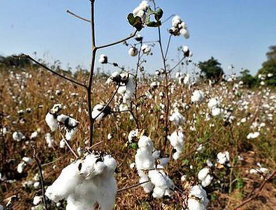 Pakistan's Cotton Production Continues to Fall Dramatically